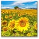 thumbnail image 1 of Cuadro Canvas Pixtreats Tipo Galería Campo de Girasoles 80X80 cm, 1 of 4