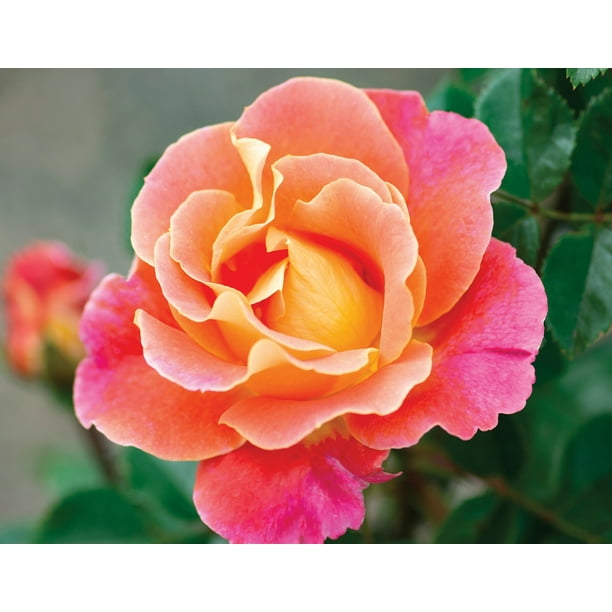Fruity Petals™ Climbing Rose Bush Bare Root
