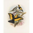 thumbnail image 2 of Daniel Giraud Elliot 20x24 Black Ornate Framed Double Matted Museum Art Print Titled: Sericulus Melinus (1873), 2 of 5