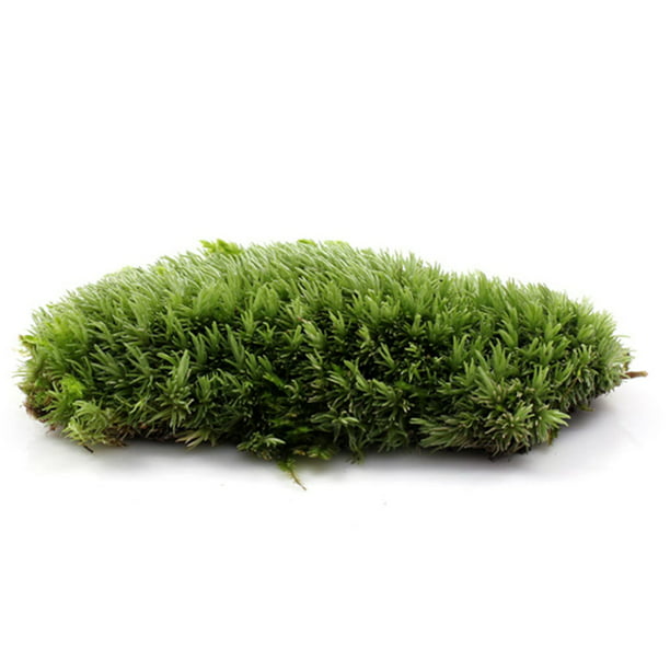 New High-quality Artificial Plants Plastic Turf Moss Micro Landscape ...