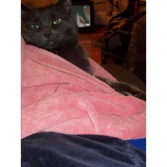 Mornink Meetink Minuteys By Stellaluna The Cat