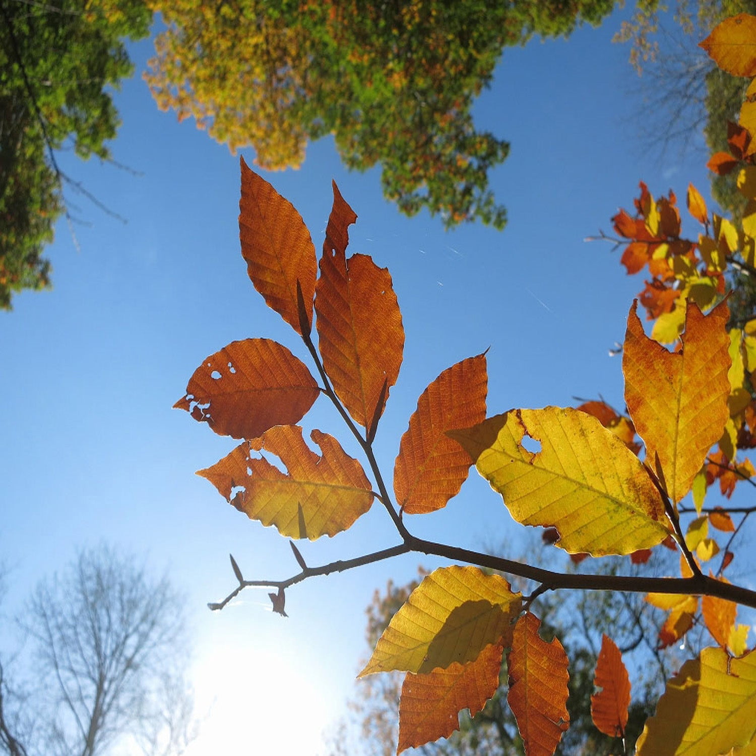 Expert Gardener 1-2' Beech Japanese in 1 gal. Grower Pot
