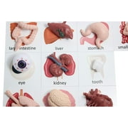 Curious Minds Busy Bags Montessori Human Organ Match - Miniature Body Parts with Cards to Match - Early Childhood Biology Learning Toy
