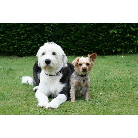 Yorkshire Terrier Dog Picture LAMINATED POSTER Pet Yorkshire Terrier Dogs Animal Animal Picture Poster Print 24 x 36 ()