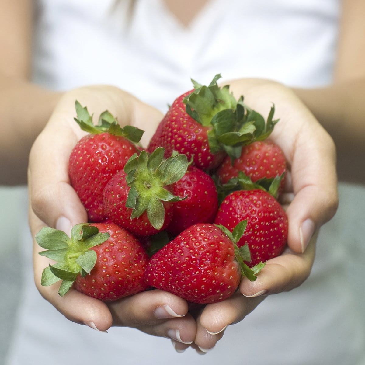 Van Zyverden Everbearing Strawberries Fort Laramie Set of 20 Plant Roots White Full Sun