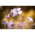 thumbnail image 3 of Bravin, Fabien 24x17 Black Modern Framed Museum Art Print Titled - The Lion King, 3 of 5