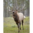 thumbnail image 2 of Paulson, Don 15x18 Black Ornate Wood Framed with Double Matting Museum Art Print Titled - Canada, Alberta, Jasper NP Bull elk bugling, 2 of 4