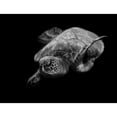 thumbnail image 3 of Wechsler, Robin 24x19 Black Modern Framed Museum Art Print Titled - Portrait Of A Sea Turtle In Black And White, 3 of 5