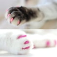 thumbnail image 4 of 200 puntas para cubiertas de garras de gato con adhesivos y aplicadores (L), 4 of 8