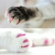 thumbnail image 4 of Buy 2 get 10% off 200pcs Cat ClawCovers Tips With Adhesives And Applicators（S）, 4 of 4