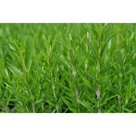 Barbecue Rosemary Plant - 3" Pot