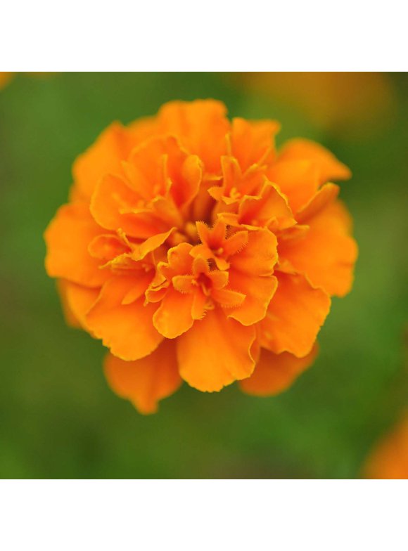 Marigold Flower Seeds in Seed Gardening