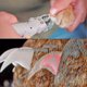 thumbnail image 4 of Professional pet cat and dog nail clipper Led lightweight nail trimmer with magnifying glass to prevent pets from being cut, 4 of 5