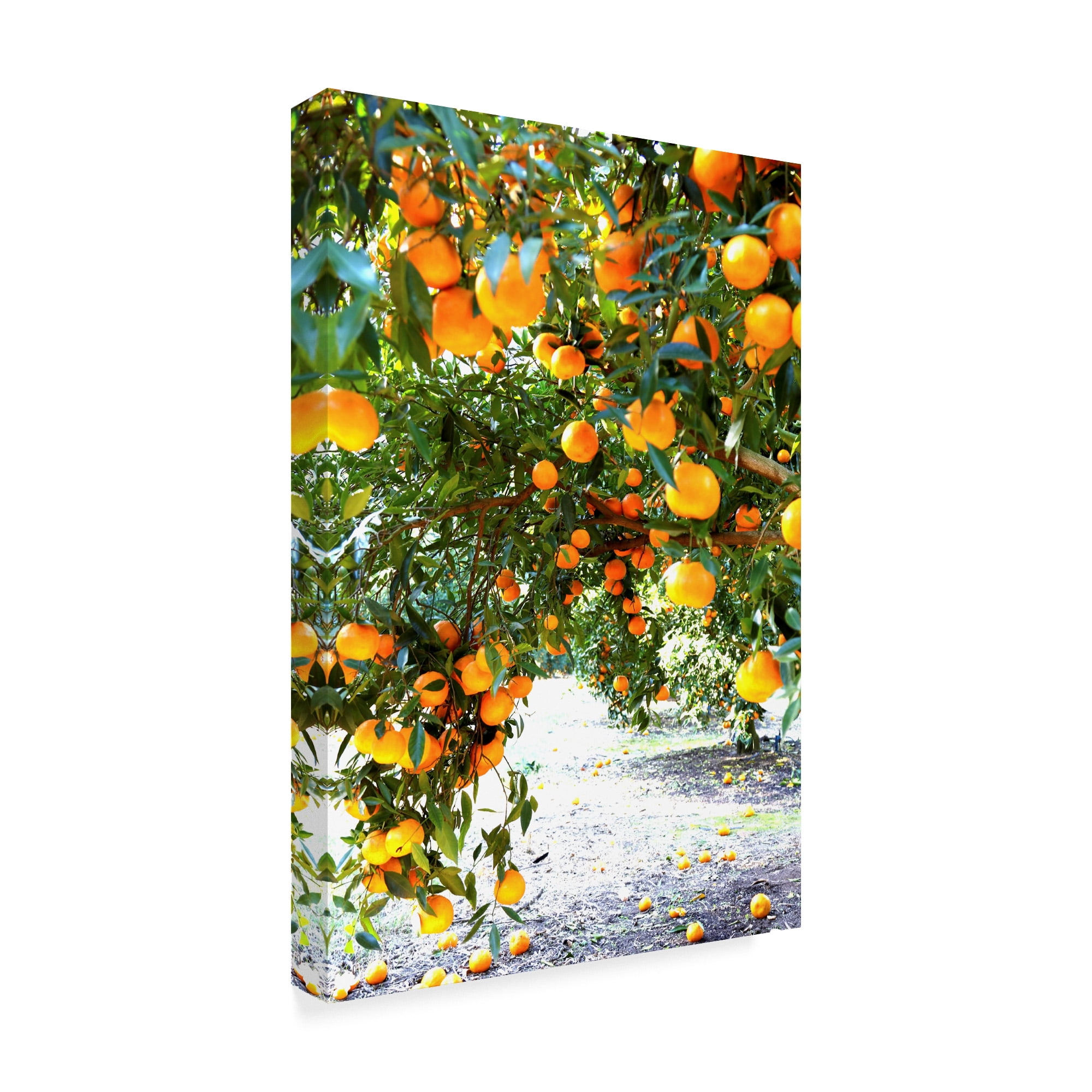 Trademark Fine Art 'Orange Trees' Canvas Art by Incredi