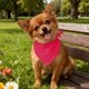 thumbnail image 4 of Pañuelo triangular de poliéster para mascotas, toalla y babero de alta absorbencia, lavable, para gatos y perros de todos los tamaños, elegante accesorio para la alimentación de mascotas, 4 of 5