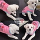 thumbnail image 5 of Chaleco de algodón de moda para perros, ropa para mascotas, ropa fresca para mascotas en verano475, 5 of 5
