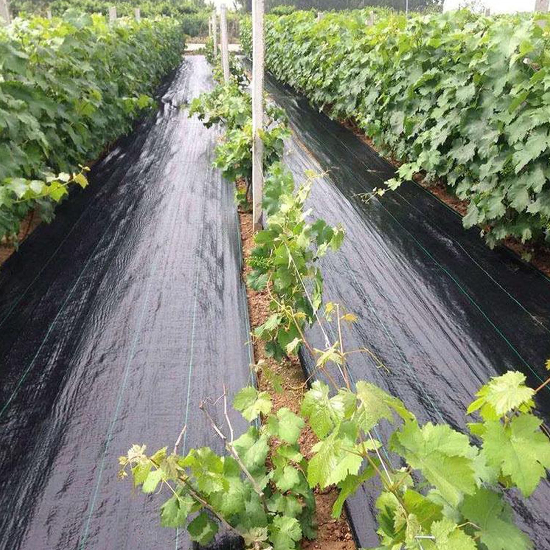 Weed Barrier Fabric 6ft x 250ft Garden Landscape Fabric Heavy Duty Black Ground Cover Weed Block Gardening Mat