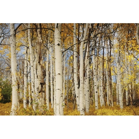 Aspens with autumn foliage, Kaibab National Forest, Arizona, USA Print Wall Art By Michel Hersen