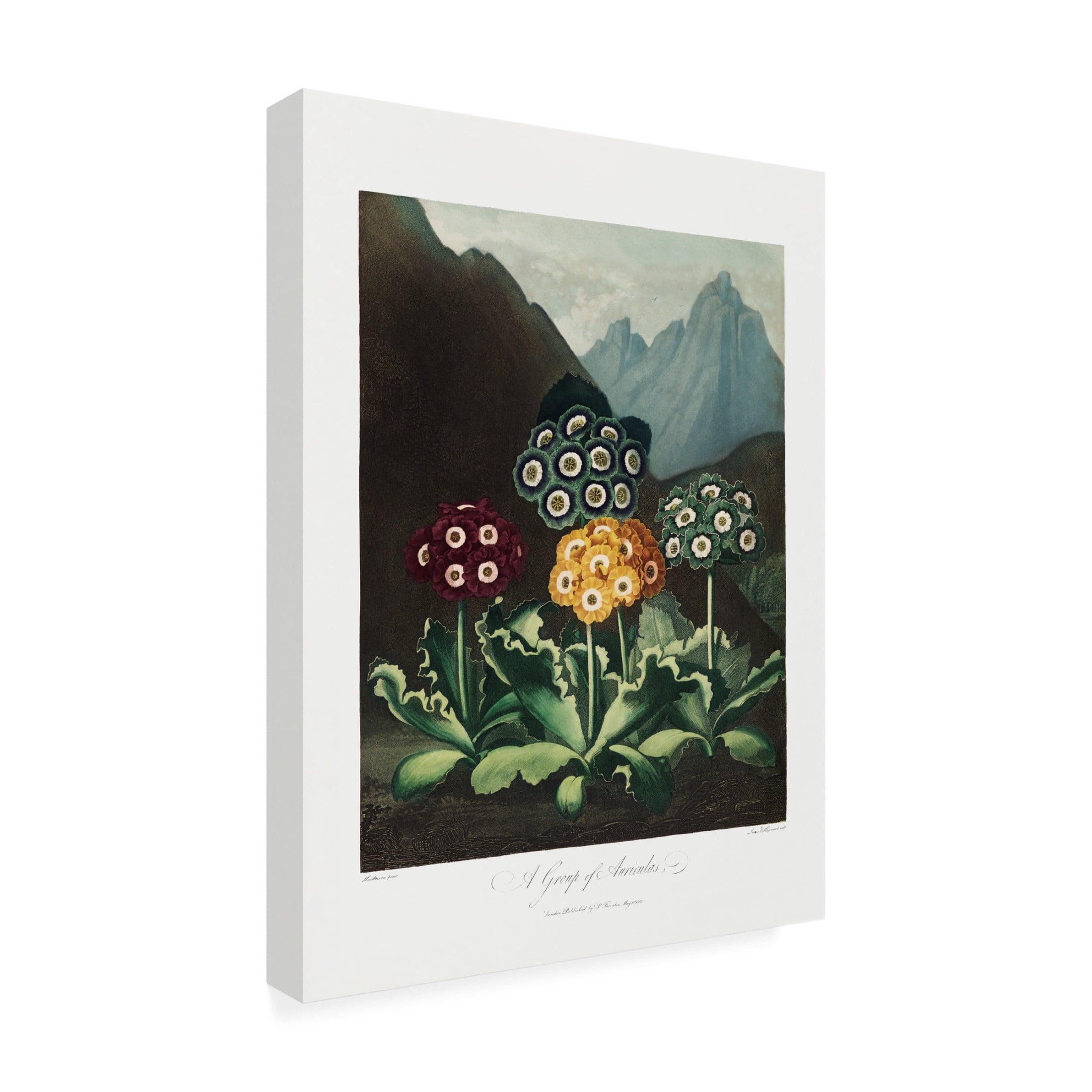 Trademark Fine Art Pictufy A Group of Auriculas from The Temple of Flora 1807 Canvas Wall Art