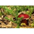 thumbnail image 2 of Carlson, Mark 18x13 Black Ornate Wood Framed with Double Matting Museum Art Print Titled - MI, Lower Peninsula Boletus frostii mushroom, 2 of 4