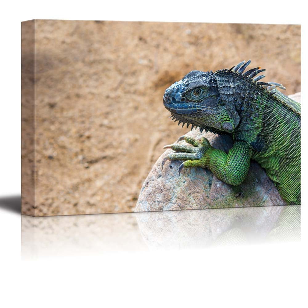 Canvas Prints Wall Art - Iguana Lizard on the Rock Wild Reptile ...