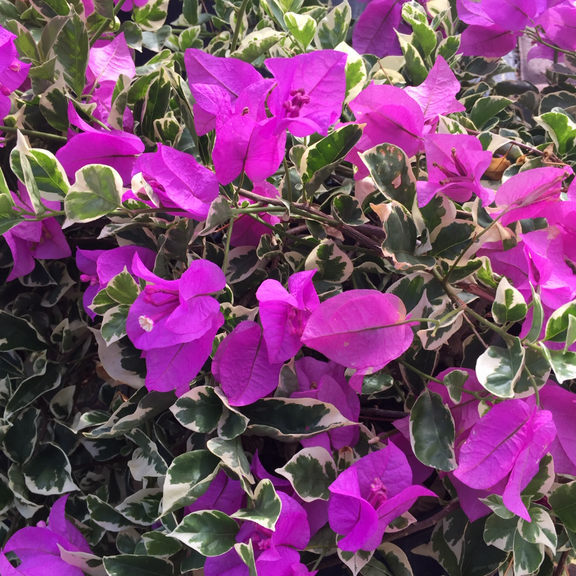 Pack 2 Blueberry Ice Bougainvillea Tree Live Plants Paperflower Purple Bougainvillea Vine Variegated Leaves 4-6 Inch Tall