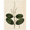 thumbnail image 2 of Silva, John 19x24 Gold Ornate Wood Framed with Double Matting Museum Art Print Titled - Silva Leaves VI, 2 of 4