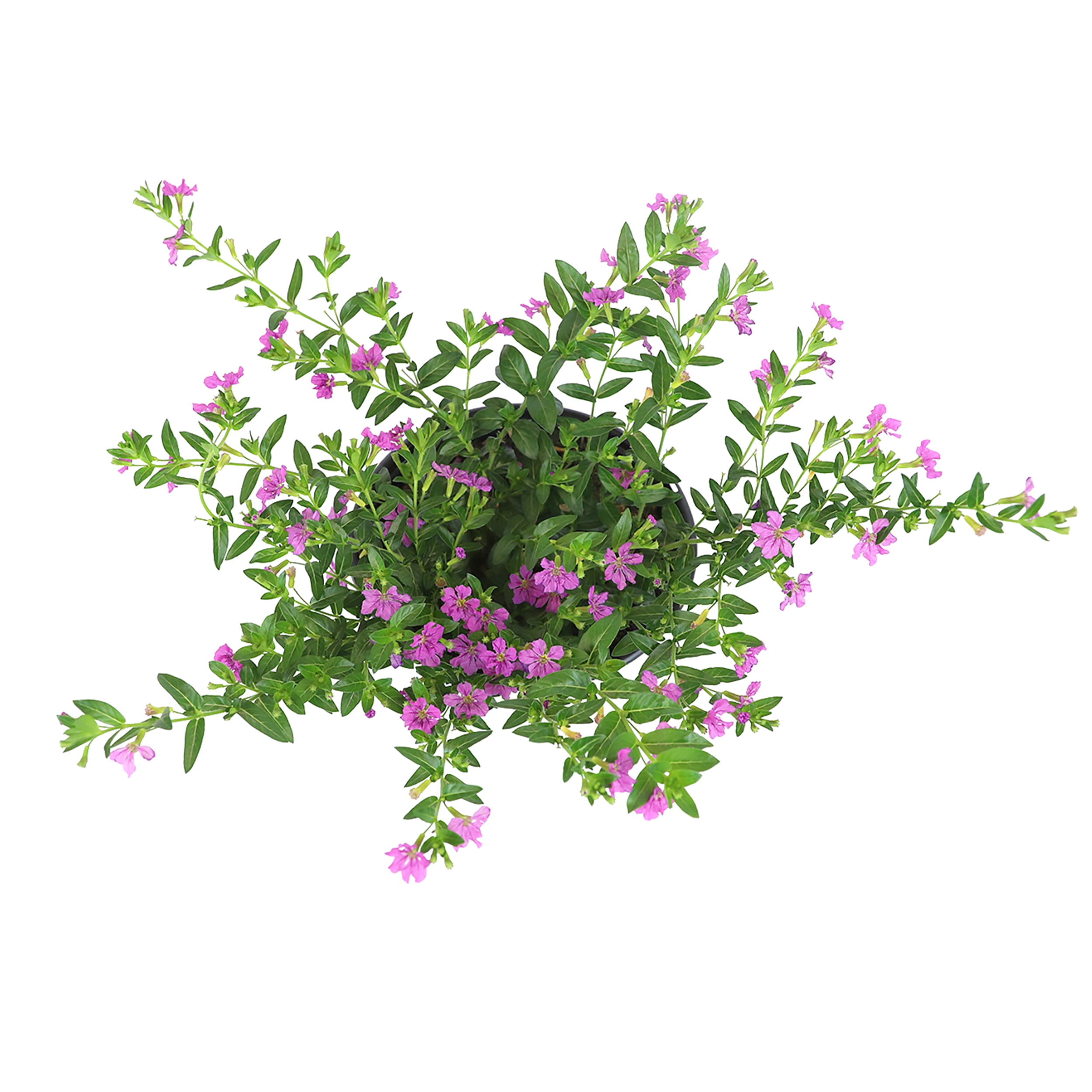 Lavender Cuphea Hyssopifolia Live Plant| 2.5 QT Grow Pot| Direct Sunlight| Flowering Plant| By Altman Plants