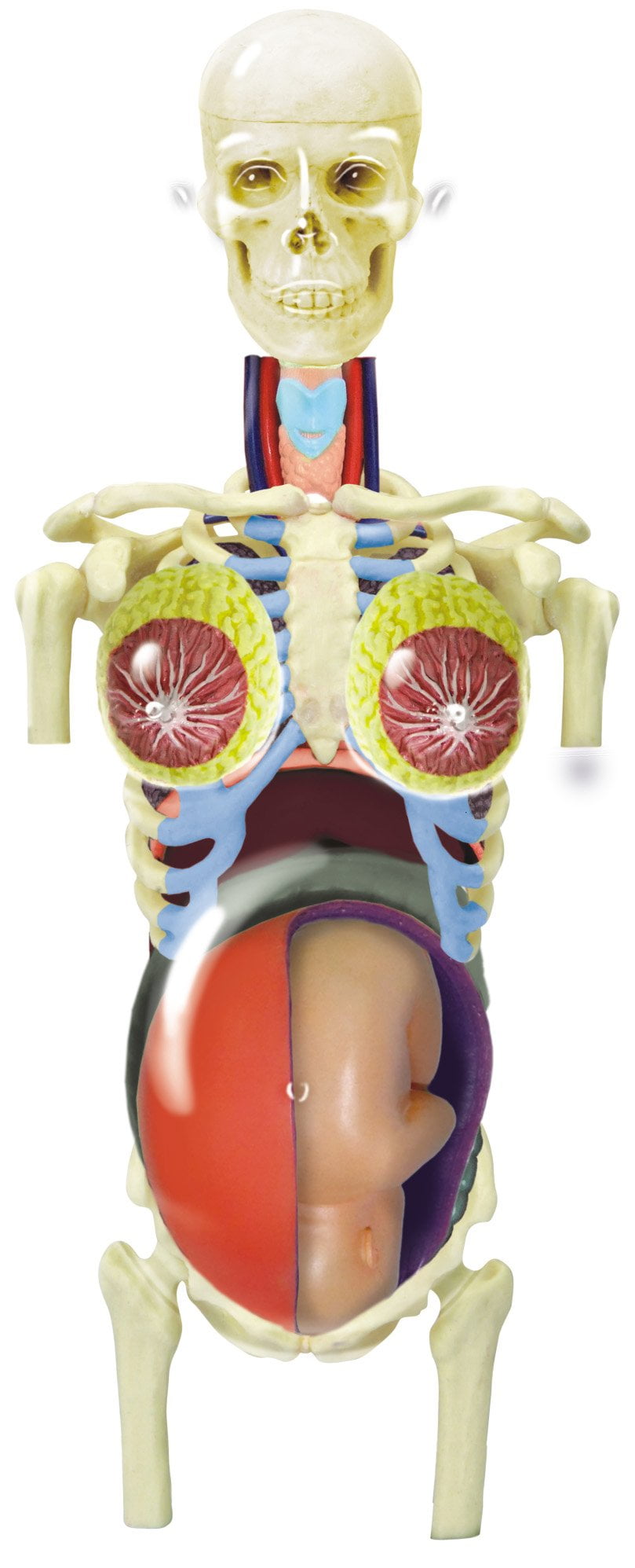 Famemaster 4D-Vision Transparent Pregnancy Torso Anatomy Model