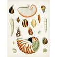 thumbnail image 2 of Unknown 12x14 White Modern Wood Framed Museum Art Print Titled - Antique Shell Collection I, 2 of 4