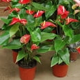 Anthurium Potting Mix Unleash The Full Potential of Your Indoor