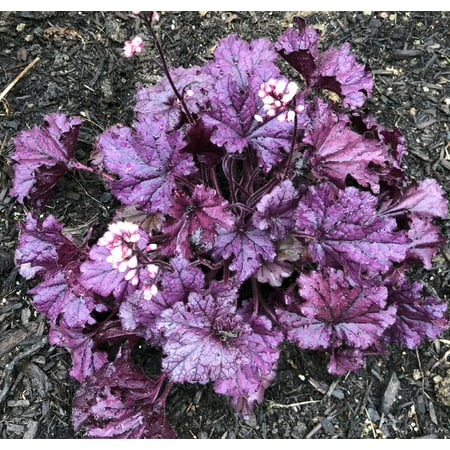Forever Purple Coral Bells - Heuchera - Shade Perennial - Live Plant -Gallon (Best Hanging Plants For Shade)