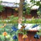 thumbnail image 3 of Campana de viento japonesa de hierro fundido para exteriores, pequeña campana de viento colgante retro para jardín, para buena suerte, decoración de patio y balcón., 3 of 8