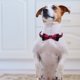 thumbnail image 4 of unbranded Collar Ajustable Con Lazo Rosa Decorativo Para Perro Hecho De Material De Tela, 4 of 7