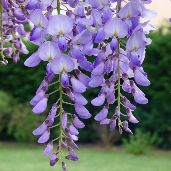 2 Purple Wisteria Tree Live Plant, 6-12 Inch in 2.5 Inches Pot, Wisteria Tree Plant for Outdoor Landscape
