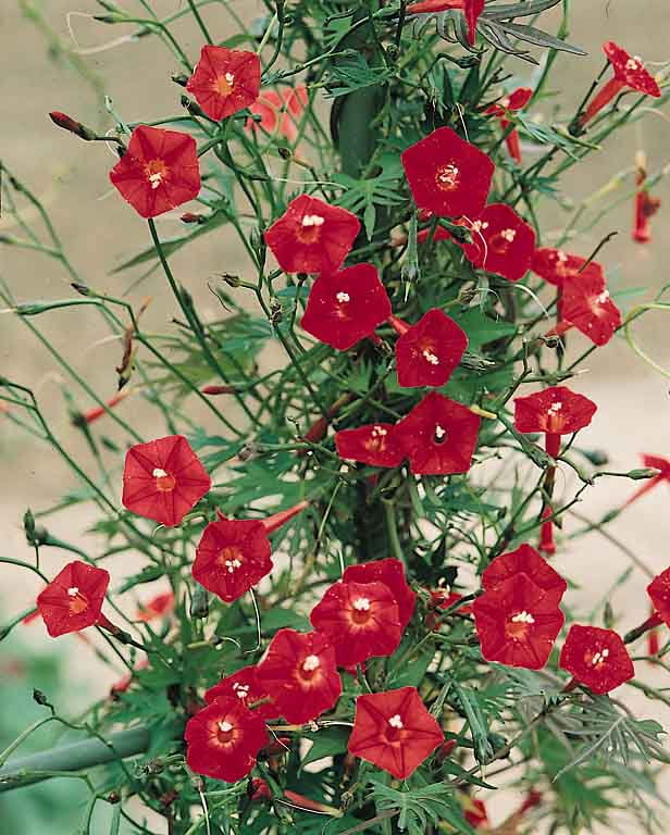 Cardinal Climber Hummingbirds Butterflies Non-GMO - Cypress Vine - 25 Seeds Ipomoea Cardinal Climber Climbing Annual Vine Plant Red Flowering Plants