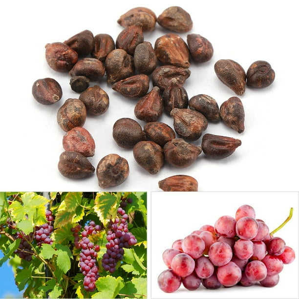 5Pack Sweet Grape Seeds Delicious Natural Growth Fruit Miniature