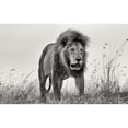 thumbnail image 3 of Zhao, Henry 14x10 Black Modern Framed Museum Art Print Titled - The King, 3 of 5