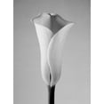 thumbnail image 2 of PhotoINC Studio 15x18 Black Ornate Wood Framed with Double Matting Museum Art Print Titled - Calla No. 1, 2 of 4