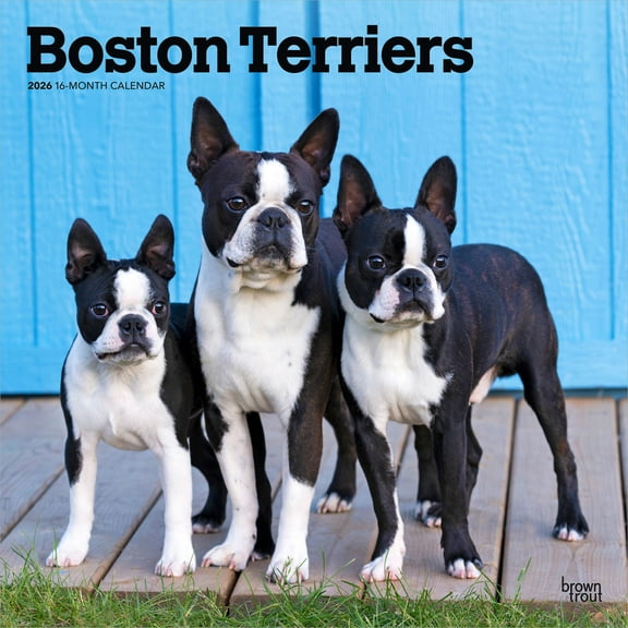 Boston Terriers | 2026 12x24" (Hanging) Wall Calendar | Plastic-Free | BrownTrout