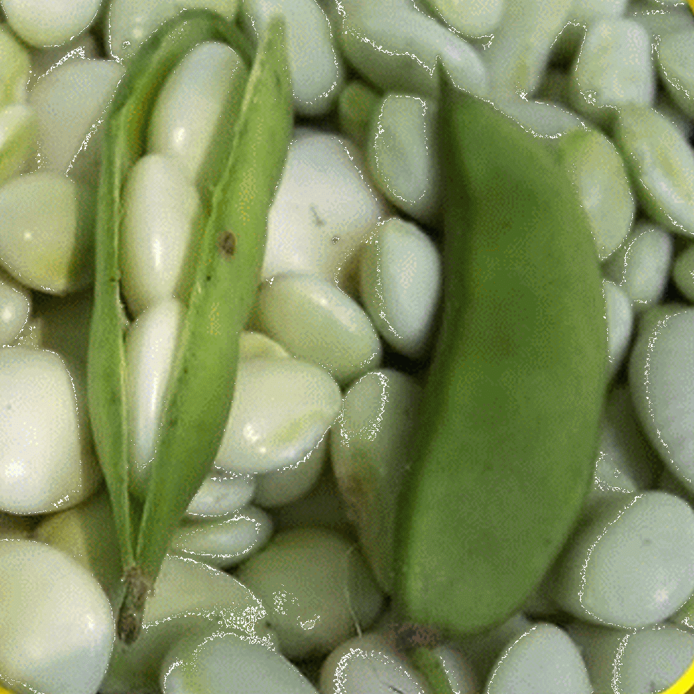 Everwilde Farms 1 Lb White Dixie Butter Pea Lima Bean Seeds Gold Vault Bulk Seed Packet