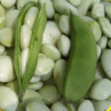 lima butter bean seeds pea seed dixie everwilde bulk vault farms lb packet gold phaseolus lunatus dialog displays option button