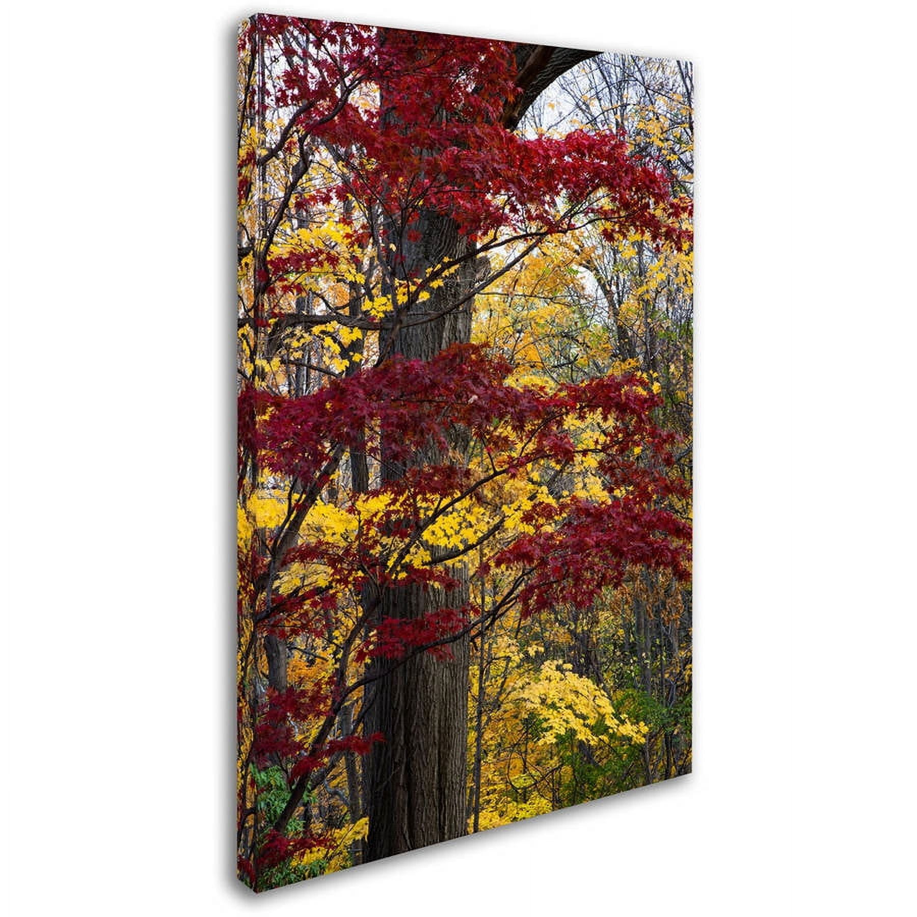 Trademark Fine Art "Reds and Golds of Autumn" Canvas Art by Kurt Shaffer