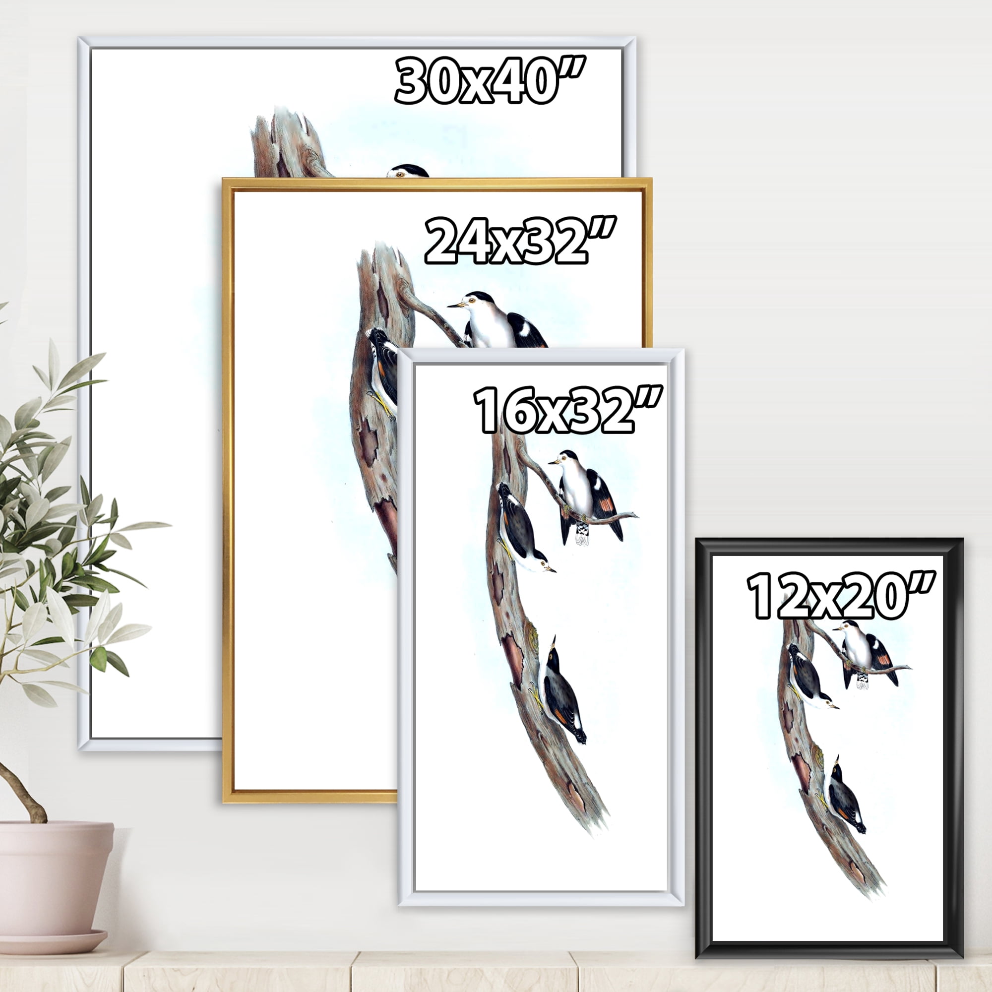Ancient Australian Bird Illustrations I 16 in x 32 in Framed Painting Canvas Art Print, by Designart