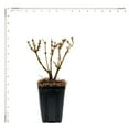 thumbnail image 5 of Van Zyverden Forsythia Magical Gold 4" Potted Rocketliners 1 Plant Yellow Full Sun Easy to Grow 2lb, 5 of 9
