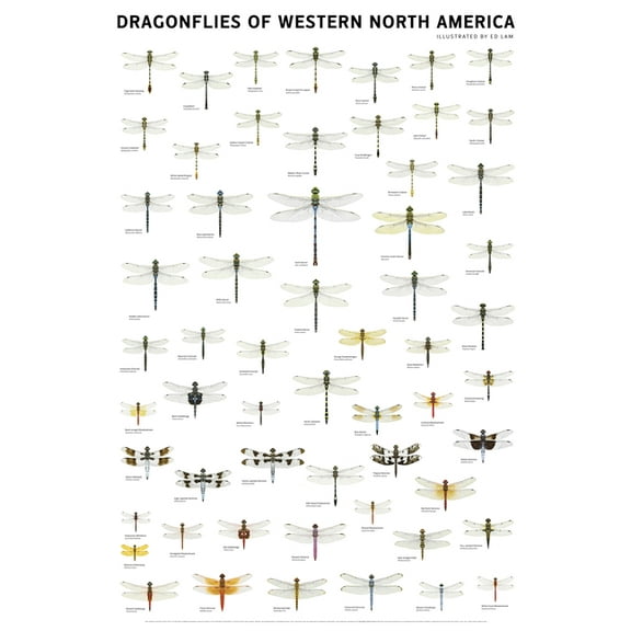 Dragonflies of Western North America, (Hardcover)