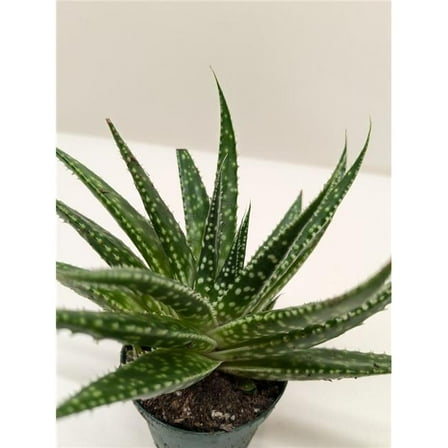 House Plant Dropship 4-SUCC-GASTERIA-ZIMFLORA Gasteria Zimflora Hybrid Succulent Plant