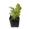 thumbnail image 5 of Live Holiday Cactus Plants (2"Pot Christmas Cactus), 5 of 5