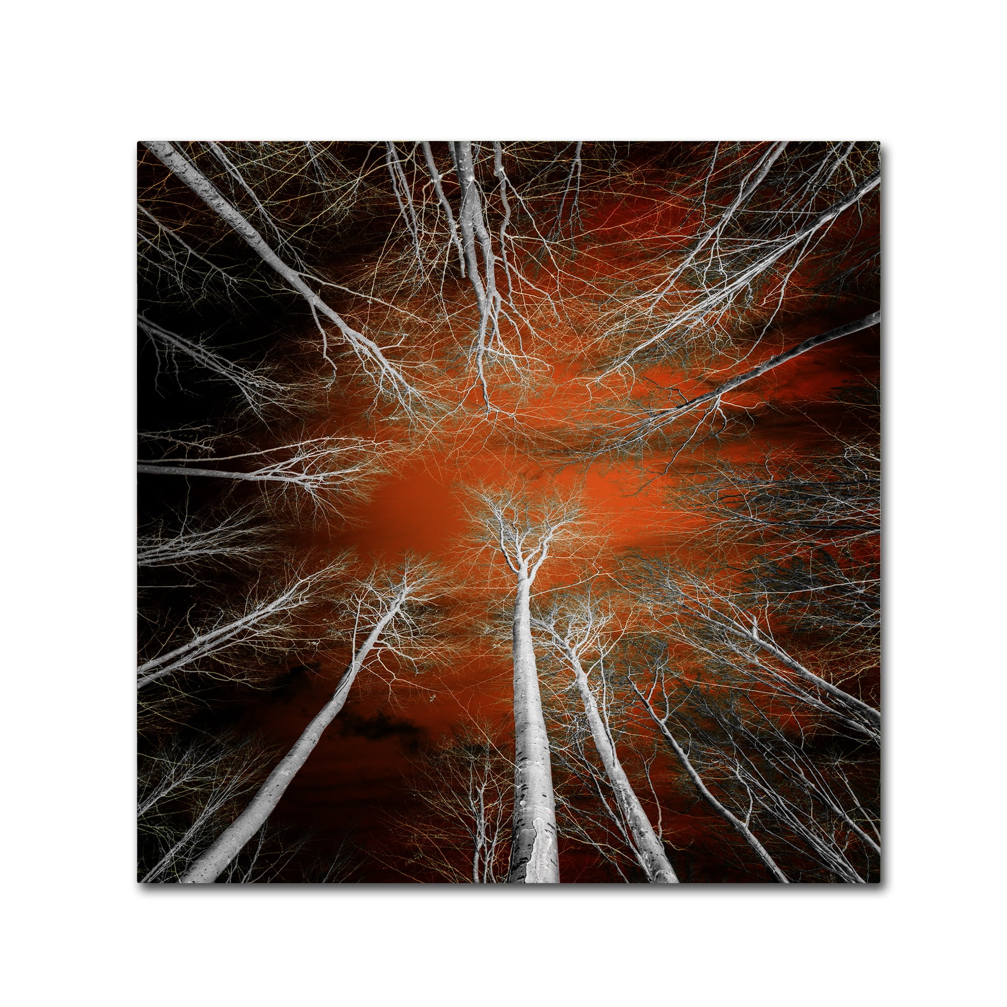 Trademark Fine Art "Something Growing In Me" Canvas Art by Philippe Sainte-Laudy
