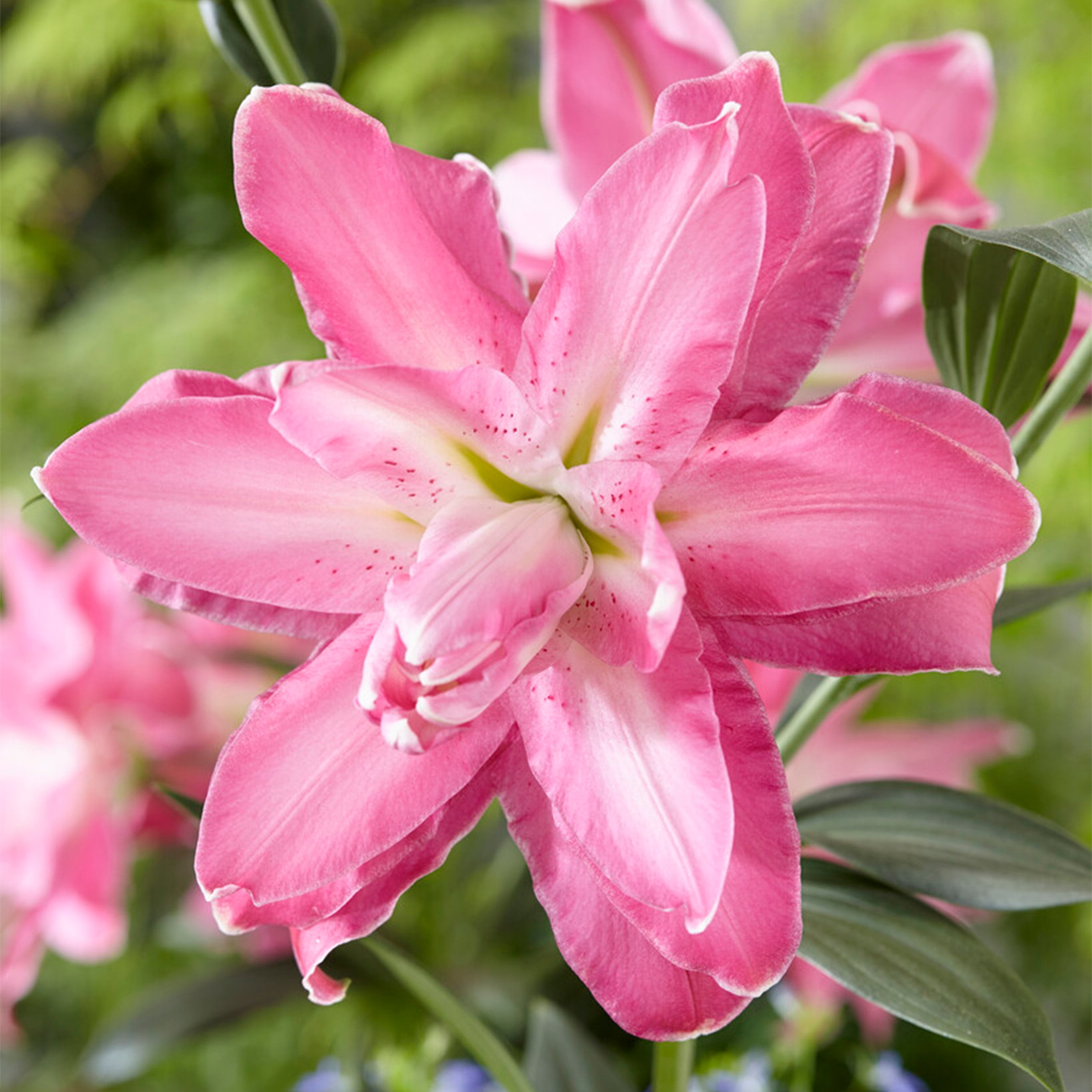 Garden State Bulb Oriental Lily Lotus Wonder Flower Bulbs, 16/18 cm